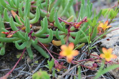 Phemeranthus parvulus