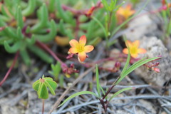 Phemeranthus parvulus