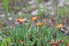 Phemeranthus parvulus