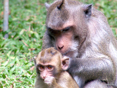 Macaca fascicularis
