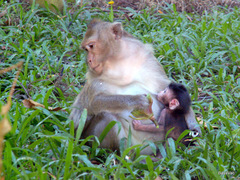 Macaca fascicularis