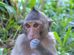 Macaca fascicularis