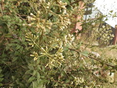 Baccharis racemosa
