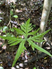 Doryopteris pedata