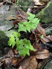 Asplenium pumilum