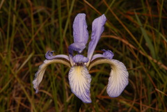 Iris prismatica