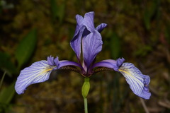 Iris prismatica