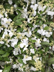 Hydrangea scandens