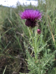 Carduus hamulosus
