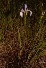 Iris prismatica