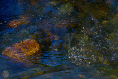 Austroaeschna pinheyi