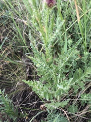 Carduus hamulosus