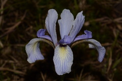 Iris prismatica