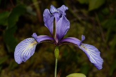 Iris prismatica