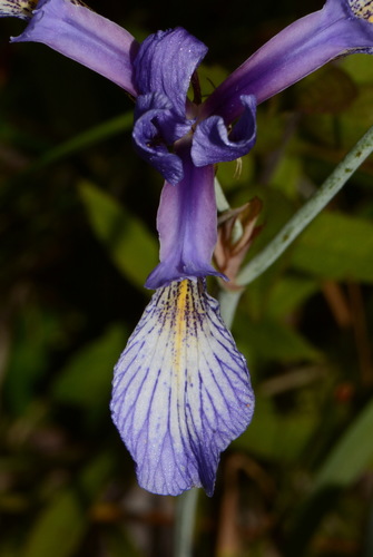 Image of Iris prismatica by (c) Brian Finzel, some rights reserved (CC BY-SA)