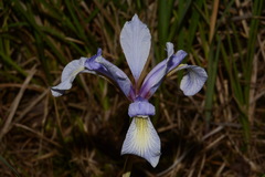 Iris prismatica
