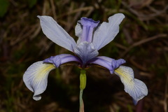 Iris prismatica