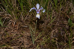 Iris prismatica