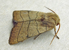 Charanyca trigrammica