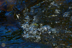 Austroaeschna pinheyi