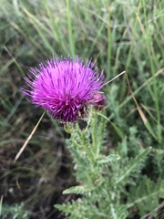 Carduus hamulosus