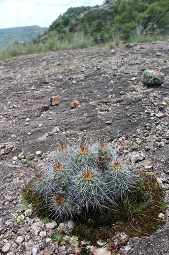 Echinocereus polyacanthus