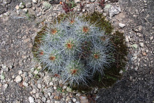 Echinocereus polyacanthus