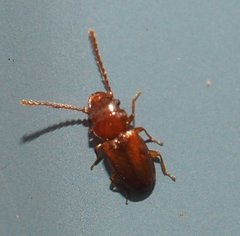 Laemophloeidae