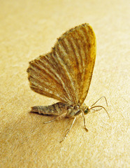 Euchoeca nebulata