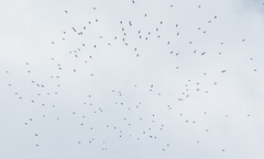 Streptoprocne zonaris