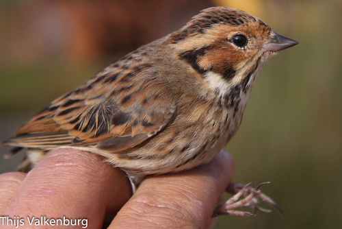 Little Bunting