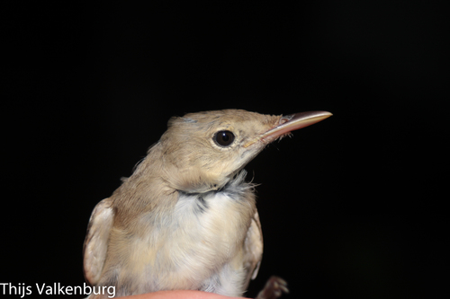 Western Olivaceous Warbler, photo 2 of 10