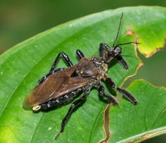 Apiomerus longispinis