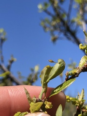 Andricus pedicellatus