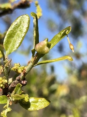 Andricus pedicellatus