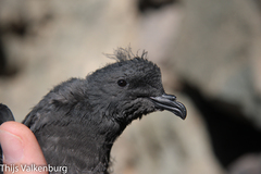 Band-Rumped Storm-Petrel photo 5