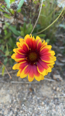 Gaillardia pulchella