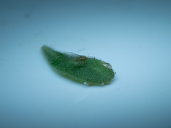 Bactericera
