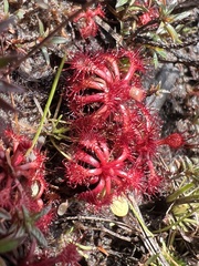 Drosera kaieteurensis