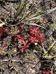 Drosera kaieteurensis