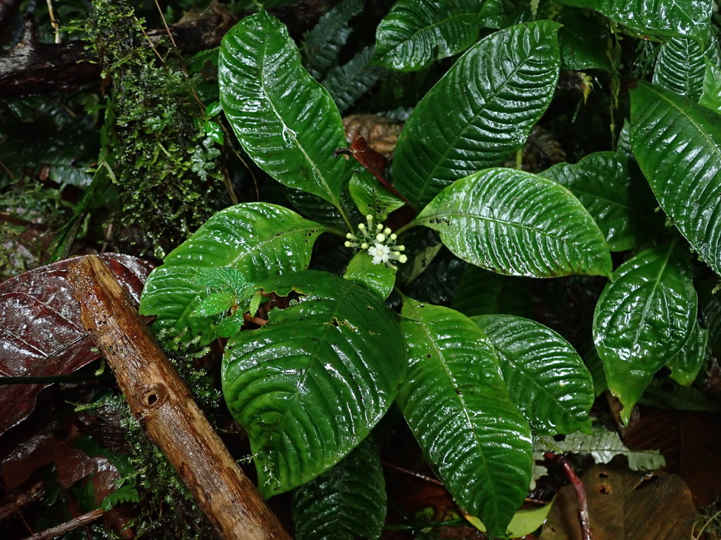 Cinchonoideae from Archidona Canton, Ecuador on January 13, 2022 at 10