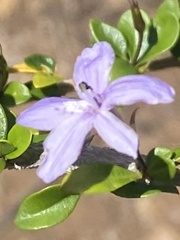 Oplonia microphylla