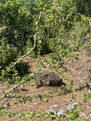 Oplonia microphylla