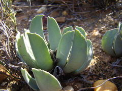 Acrodon purpureostylus