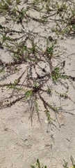 Noticastrum hatschbachii