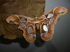 Rothschildia arethusa