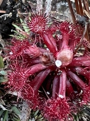 Drosera kaieteurensis