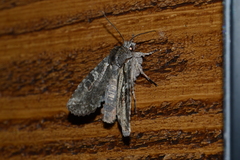 Lithophane antennata