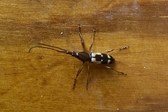 Raphirhynchus
