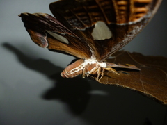 Rothschildia arethusa